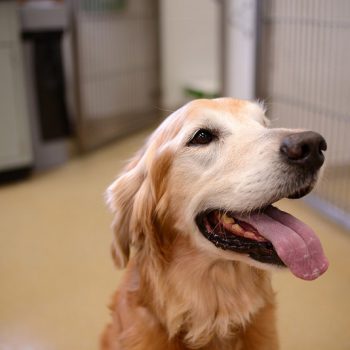 Happy dog with tongue out