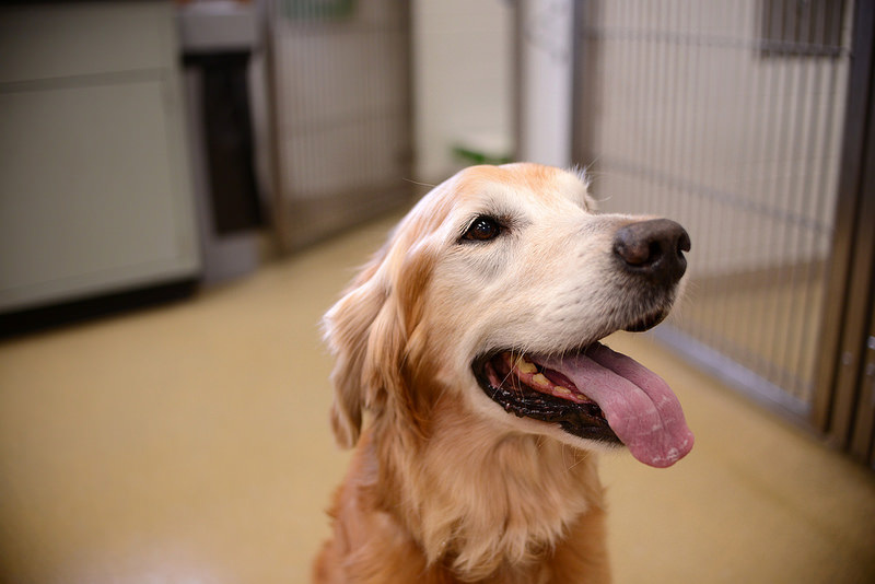 Happy dog with tongue out